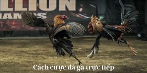 cách cược đá gà trực tiếp